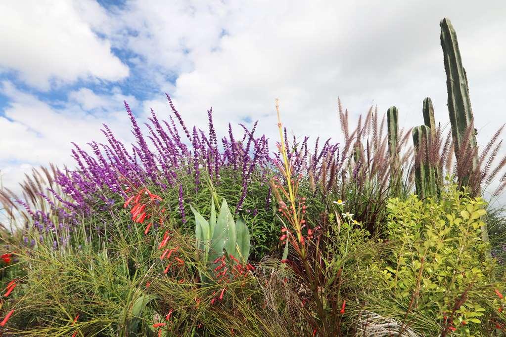 Albor San Miguel De Allende Tapestry Collection By Hilton Exteriör bild