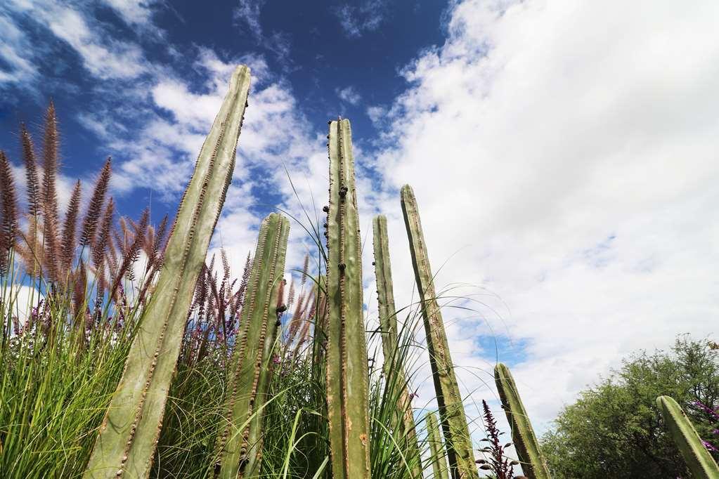 Albor San Miguel De Allende Tapestry Collection By Hilton Exteriör bild