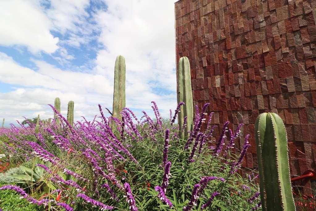 Albor San Miguel De Allende Tapestry Collection By Hilton Exteriör bild